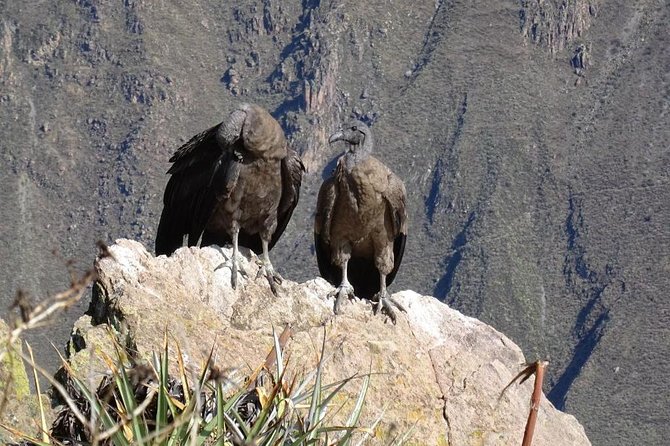 Full Day Tour Including Transfer to Puno / Colca Canyon - Reviews by Viator Travelers