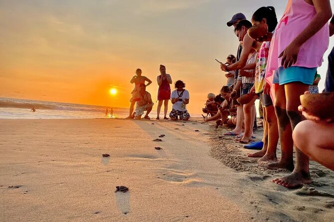 Full Day Tour Turtle Release and Bioluminescence - Tour Overview