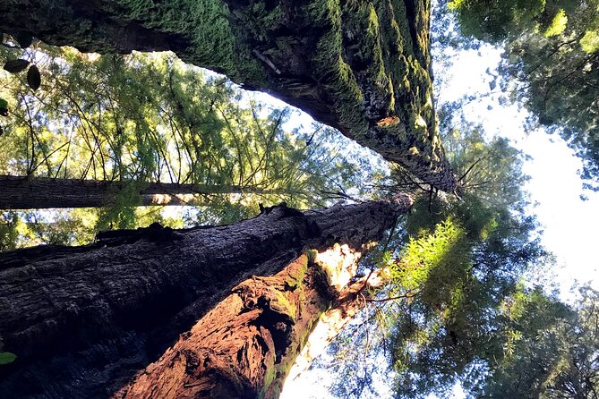 Full Day - Ultimate City Tour Plus Redwoods & Sausalito Private Tour by Jeep - Exploring Muir Woods