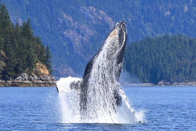 Full Day Whale Watching Campbell River - Reviews and Ratings From Other Travelers