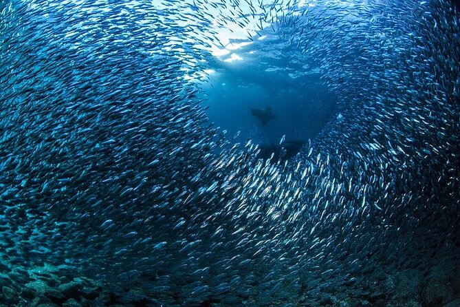 Fun Dive (1 Tank) in Cabo San Lucas - Pricing and Terms