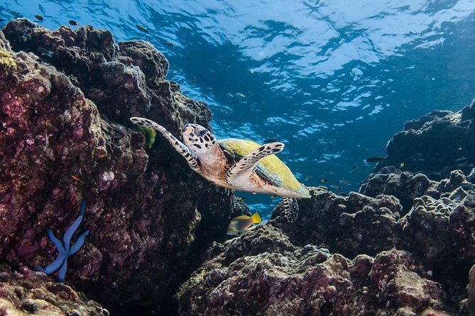Fun Diving Safari Day Trip From Koh Lanta - Certified Divers - Pricing and Contact Information