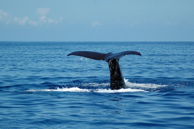 Funchal Dolphin and Whale Watching Catamaran Trip - Product Code