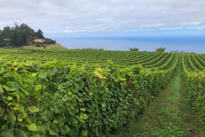 Funchal Small-Group Food and Drinks Tour  - Madeira - Local Restaurant Experience