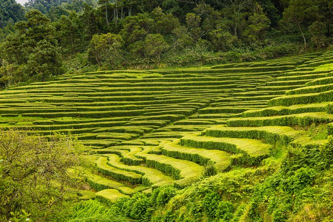 Furnas Hot Springs Full-day Tour - Pricing and Booking Details