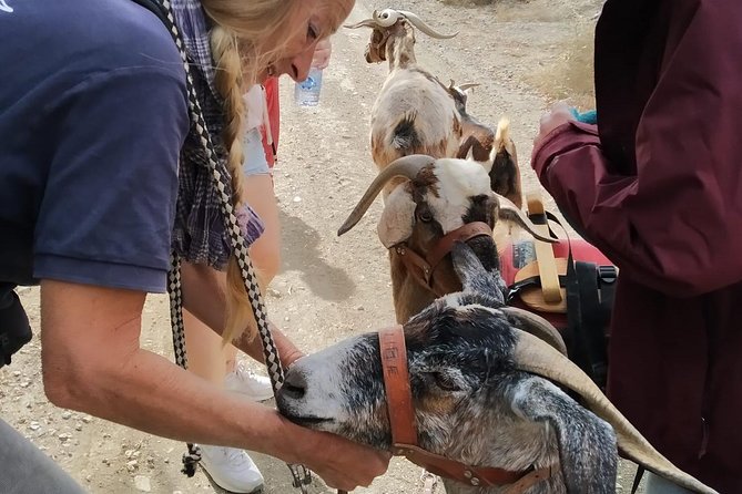 Goat Trekking Fuerteventura - The Sum Up
