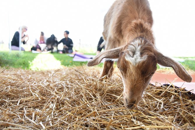 Goat Yoga and Wine Tasting - Directions