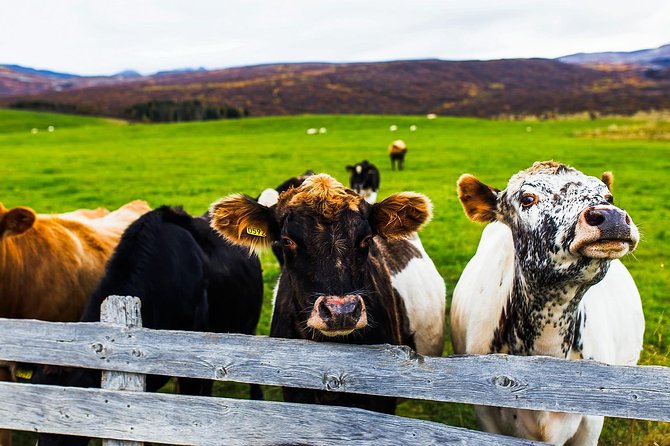 Golden Circle Tour by Minibus Including Icelandic Farm Visit From Reykjavik - Cancellation Policy