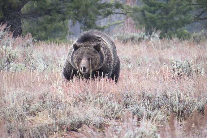 Grand Teton National Park - Sunset Guided Tour From Jackson Hole - Customer Reviews and Satisfaction