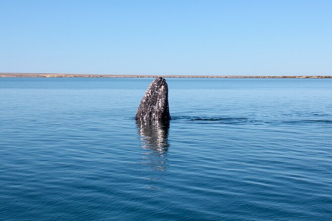 Gray Whale Watching Tour With Marine Biologist and Small Group - Directions