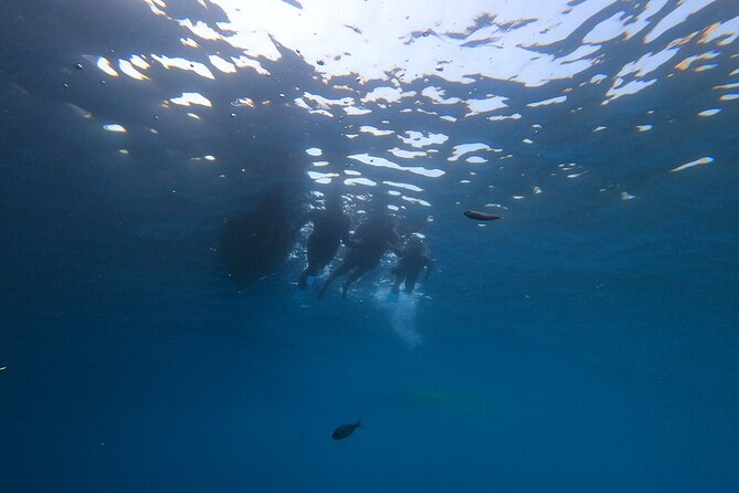 Guided Kayak Route Through the Natural Area of La Herradura - The Sum Up