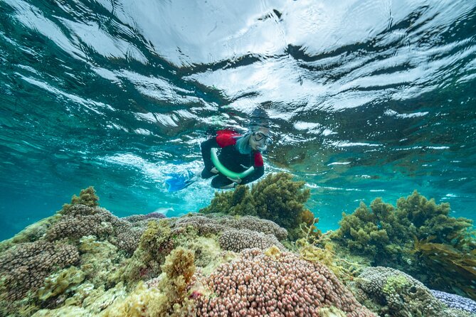 Guided Snorkeling Busselton Jetty and Underwater Sculptures - Activity The Sum Up and Return to Meeting Point