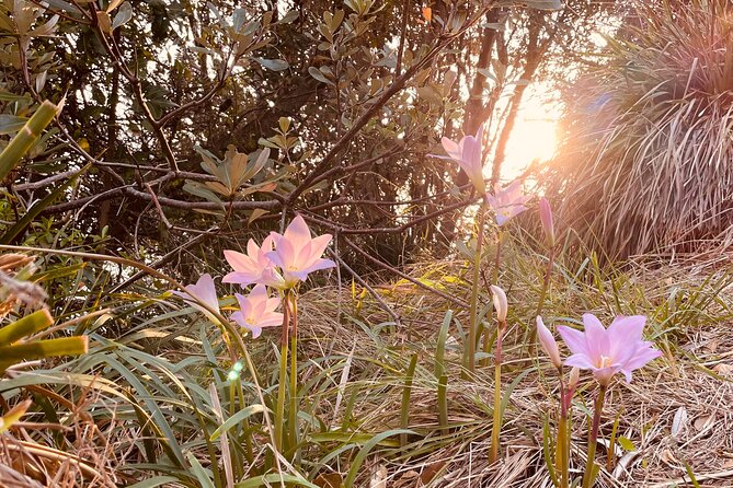 Guided Sunrise Tours to Cape Byron Lighthouse - Directions