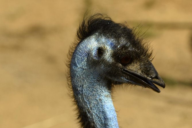 Guided Tour of Aruba Ostrich Farm With Lunch  - Oranjestad - Common Questions