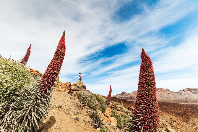 Guided Tour to Teide National Park in Tenerife - Common Questions