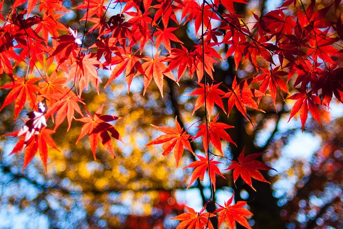 Gyeongju Maple Tour From Busan - Recommended Activities