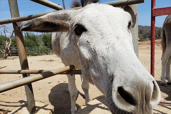 Half-Day Animal Sanctuary Tour in Aruba - The Sum Up