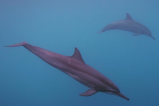 Half-Day Private Excursion: Marine Wildlife Observation and Whale Watching - Pricing and Terms