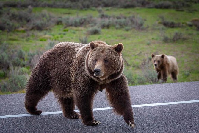 Half Day Private Sunset Wildlife Safari - Geology and History Information