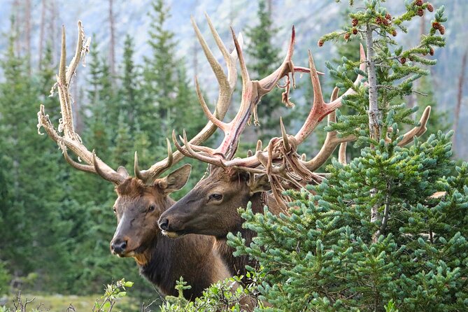Half-Day Rocky Mountain National Park "Lake and Meadows Tour" - Common Questions