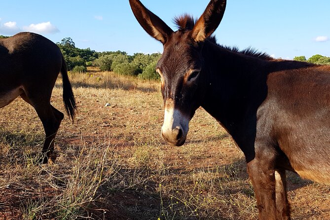 Half-Day Small-Group E-Bike Tour of Rural Algarve With Lunch - Common Questions