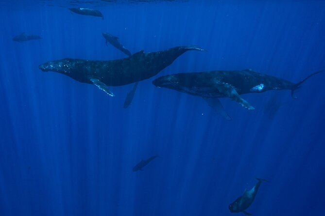 Half Day Small Group Whale Watching - Requirements and Restrictions