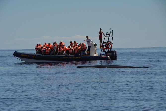 Half-Day Whale and Dolphin Watching Tour in Ponta Delgada - Common Questions