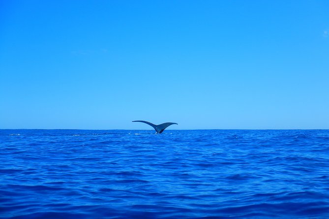 Half-Day Whale Watching and Swimming Tour, Moorea - Additional Information