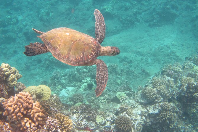 Hawaiian Canoe Sailing Experience in Maui - The Sum Up