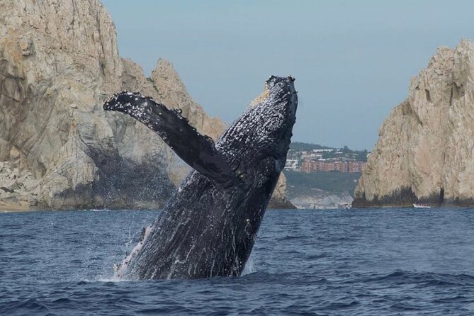 Hear the Whales! World Class Whale Watching! - Common Questions