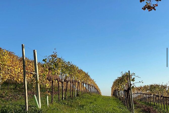 High Quality Focused Private Prosecco Tour. Lunch Included. - Knowledgeable Local Guide