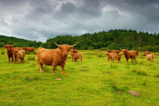 Highlights of Scotland Custom Private Tour With Scottish Local - Visit Lochs, Mountains, Castles, and a Whisky Distillery
