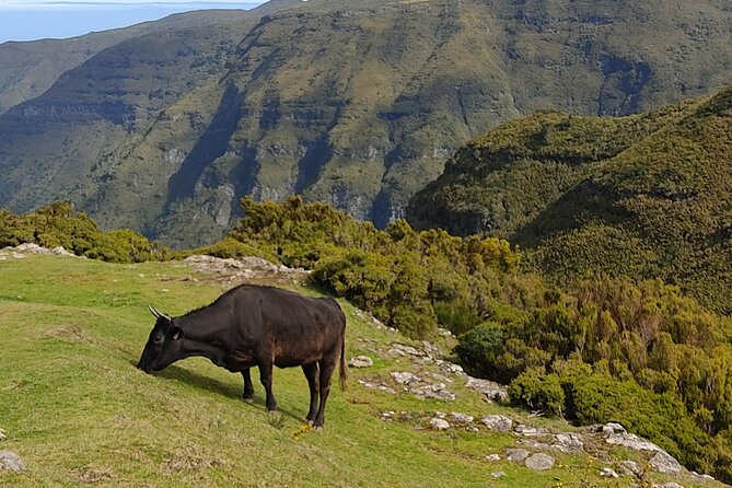 Hike 25 Fontes & Risco Levada Self-Guided - Affordable Pricing and Terms
