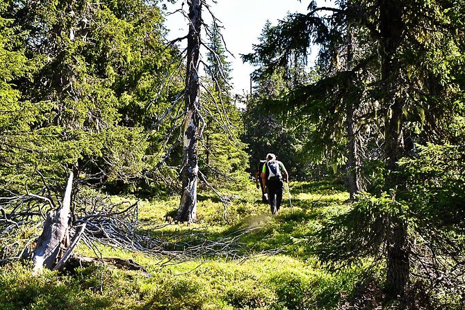 Hike In The Vindelfjäll - Europes Largest Nature Reserve - Unique Experiences in Vindelfjäll Nature Reserve