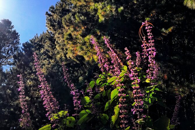 Hike Through the Forest of the Sierra Norte De Oaxaca - Reviews