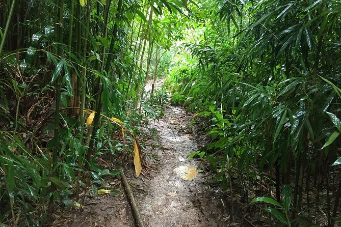 Hike Trail to Waterfall & Nature Walk - Viator Help Center