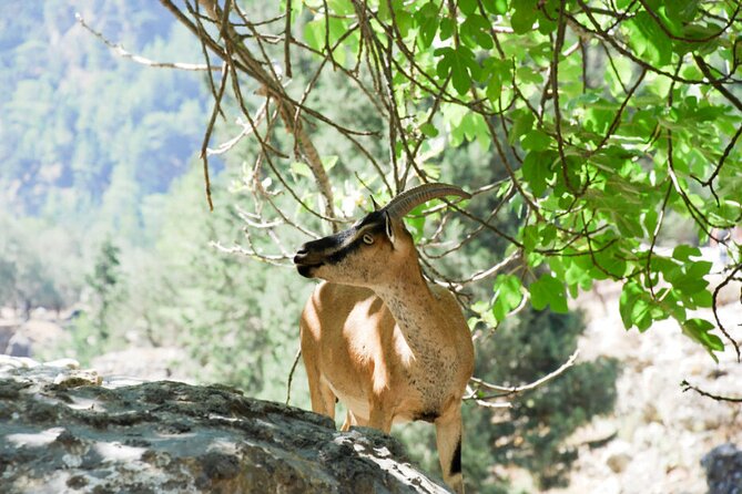 Hiking at Samaria, the Longest Gorge in Europe! From Heraklion - Reviews and Feedback