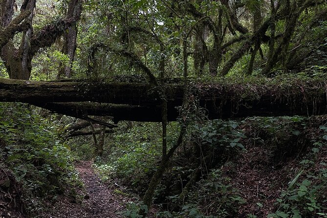 Hiking in the Enchanted Forest of Ixtepeji With Rescue Dogs - Booking and Inquiry Process: How to Get Started