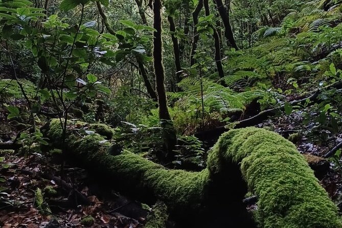 Hiking Through Enchanted Forest Above Masca Half-Day Hike Tenerif - Common Questions