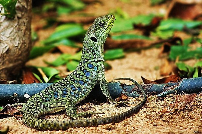 Hiking Tour to Footprints of Dinosaur in Espichel Cape - Common Questions