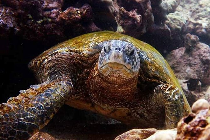 Hilo Small-Group Dolphin Watch and Snorkel Tour  - Big Island of Hawaii - Cancellation Policy