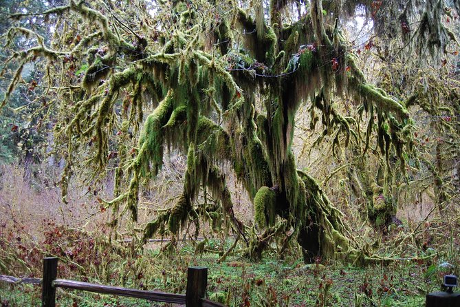 Hoh Rain Forest and Rialto Beach Guided Tour in Olympic National Park - Transportation Challenges and Assistance