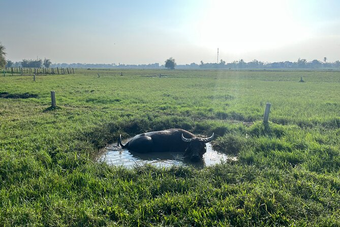 Hoi an Countryside Biking Tour and Water Buffalo Riding Experience (4 Hour) - Common Questions