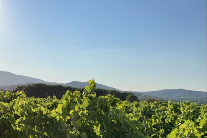 Horse Riding in the Vineyards of Ramatuelle Wine Tasting - Reviews and Ratings From Viator and Tripadvisor