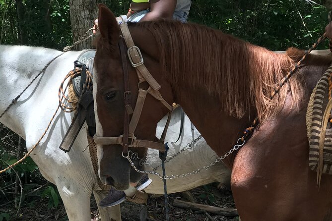 Horseback Ride With Atv, 6 Zip Lines, Swim in Cenote With Lunch and Transportation - Common Questions
