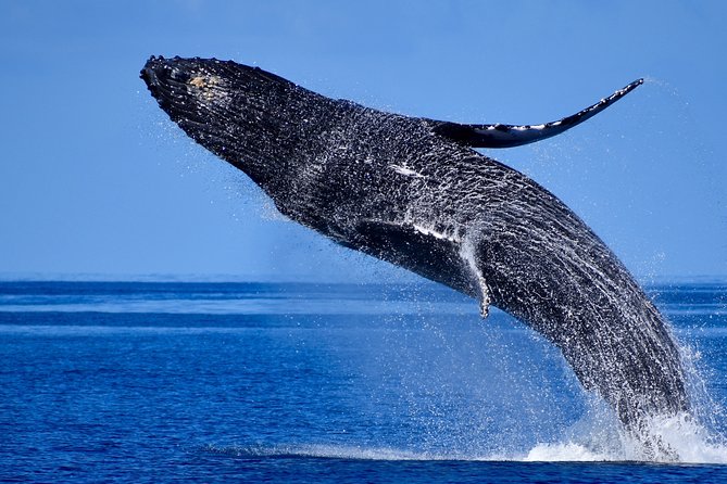Humpback Whale Sanctuary Guided Boat Tour From Kawaihae Harbor  - Big Island of Hawaii - Reviews and Feedback