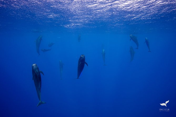 Humpback Whale Watching and Marine Life in Moorea - Disembarkation Options