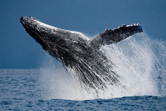 Humpback Whale Watching in Cabo San Lucas - Common Questions