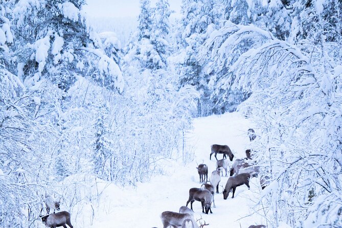 Hunt for Auroras by Reindeer Sled in Kiruna - Enjoy a Meal by the Warm Fire