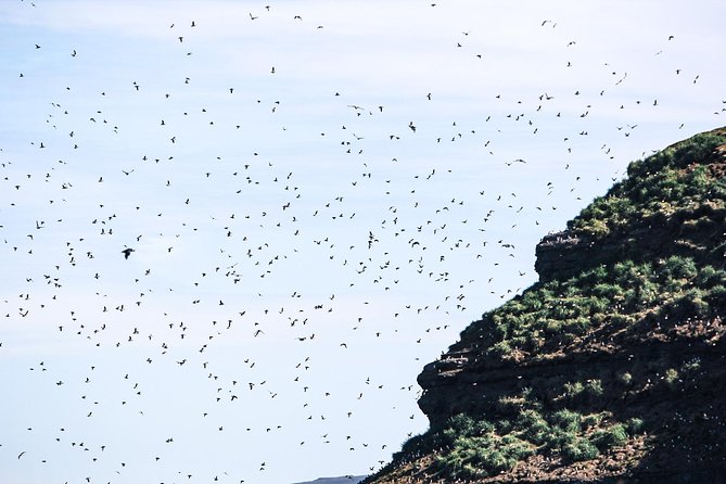 Husavik Traditional Oak Ship Whale- and Puffin-Watching Cruise  - Akureyri - Common Questions